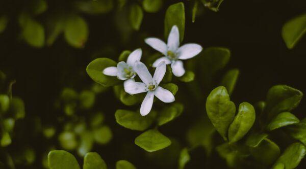 Bacopa Monnieri