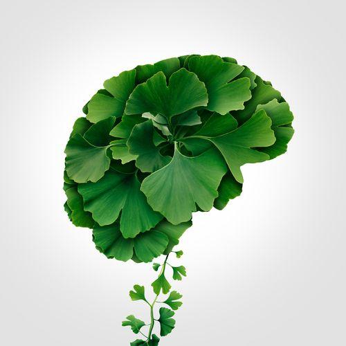 Ginkgo Biloba